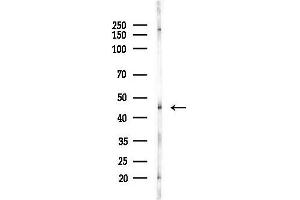 Western blot analysis of lysates from Hela cells(heat-shock,45 min treatment), using IKK gamma Antibody at 1/1000 dilution.