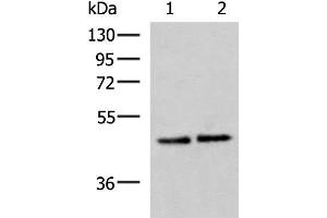 Western blot analysis of Hela and HepG2 cell lysates using ACTL6B Polyclonal Antibody at dilution of 1:1000