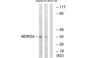 Western blot analysis of extracts from HepG2 cells and HT-29 cells, using NDRG4 antibody. (NDRG4 anticorps  (Internal Region))