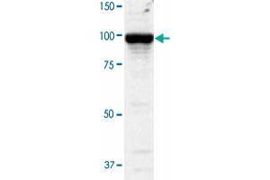 Western blot analysis of COS-1 cells transfected withPDE5A by using PDE5A polyclonal antibody  at 1:2000 dilution. (PDE5A anticorps)