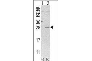 Western blot analysis of AK3 (arrow) using rabbit polyclonal AK3 Antibody (C-term H38) (ABIN392736 and ABIN2842196). (Adenylate Kinase 3 anticorps  (C-Term))