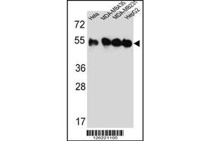 Western blot analysis of TUBB2C Antibody in Hela,MDA-MB435,MDA-MB231,HepG2 cell line lysates (35ug/lane) (TUBB2C anticorps  (AA 99-125))