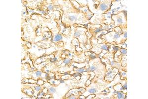 Immunohistochemistry of paraffin embedded rat placenta using Annexin-A4 (ABIN7073066) at dilution of 1: 1800 (400x lens)