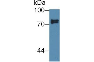 Western Blot; Sample: Human Lung lysate; Primary Ab: 1µg/ml Rabbit Anti-Human SCEL Antibody Second Ab: 0. (SCEL anticorps  (AA 519-685))