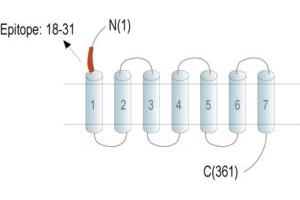 anti-G Protein-Coupled Receptor 183 (GPR183) (AA 18-31), (Extracellular), (N-Term) antibody