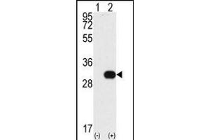 Western blot analysis of NEK7 (arrow) using NEK7 Antibody (N-term) (ABIN392653 and ABIN2842154). (NEK7 anticorps  (N-Term))