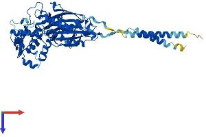 Ectonucleoside Triphosphate diphosphohydrolase 2 (ENTPD2) (AA 1-495) protein (His tag)