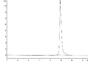 The purity of SARS-CoV-2 3CLpro (E166A) is greater than 95 % as determined by SEC-HPLC. (SARS-Coronavirus Nonstructural Protein 8 (SARS-CoV NSP8) (E166A) Protéine)