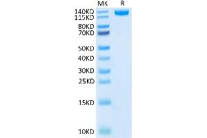 Biotinylated SARS-COV-2 Spike S1 on Tris-Bis PAGE under reduced condition.