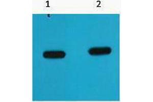Western Blotting (WB) image for anti-mCherry Fluorescent Protein antibody (ABIN3178678) (mCherry anticorps)