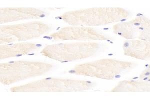 Detection of IL31 in Mouse Skeletal muscle Tissue using Polyclonal Antibody to Interleukin 31 (IL31) (IL-31 anticorps  (AA 28-154))