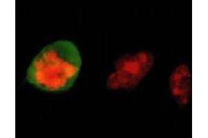Immunofluorescence (IF) image for anti-Vimentin (VIM) (pSer55) antibody (ABIN1109485)
