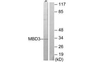 Western blot analysis of extracts from Jurkat cells, using MBD3 antibody. (MBD3 anticorps  (C-Term))