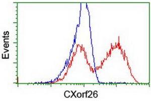 HEK293T cells transfected with either RC200095 overexpress plasmid (Red) or empty vector control plasmid (Blue) were immunostained by anti-CXorf26 antibody (ABIN2454824), and then analyzed by flow cytometry. (CXorf26 anticorps)