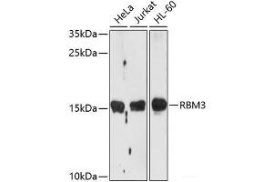 Western blot analysis of extracts of various cell lines using RBM3 Polyclonal Antibody at dilution of 1:1000. (RBM3 anticorps)