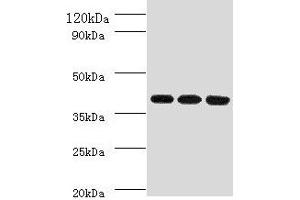 Western blot All lanes: FCGRT antibody at 2 μg/mL Lane 1: HepG2 whole cell lysate Lane 2: Mouse liver tissue Lane 3: A549 whole cell lysate Secondary Goat polyclonal to rabbit IgG at 1/10000 dilution Predicted band size: 40 kDa Observed band size: 40 kDa (FcRn anticorps  (AA 24-297))