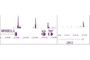 IRF-5 antibody (pAb) tested by ChIP-Seq. (IRF5 anticorps  (N-Term))
