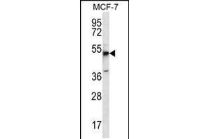 Western blot analysis in MCF-7 cell line lysates (35ug/lane). (MBOAT4 anticorps  (AA 258-287))