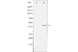 Western Blotting (WB) image for anti-Mitogen-Activated Protein Kinase 14 (MAPK14) (pTyr182) antibody (ABIN1845573) (MAPK14 anticorps  (pTyr182))