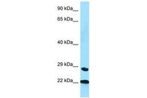 Image no. 1 for anti-Peptidylprolyl Isomerase C (Cyclophilin C) (PPIC) (AA 35-84) antibody (ABIN6748262) (PPIC anticorps  (AA 35-84))