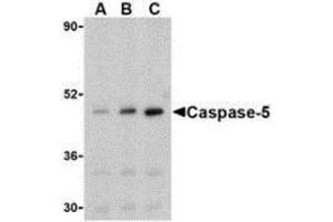 Western blot analysis of caspase-5 in Ramos cells with AP30200PU-N caspase-5 antibody at (A) 0. (CASP5 anticorps  (Intermediate Domain))