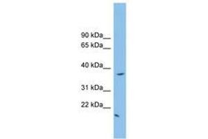 Image no. 1 for anti-FK506 Binding Protein Like (FKBPL) (N-Term) antibody (ABIN6745174) (FKBPL anticorps  (N-Term))