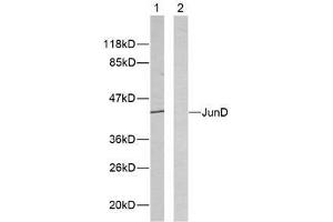 Western blot analysis of extracts from HeLa cells using JunD (Ab-255) antibody (E021028). (JunD anticorps)