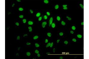 Immunofluorescence of purified MaxPab antibody to SFRS5 on HeLa cell. (SRSF5 anticorps  (AA 1-272))