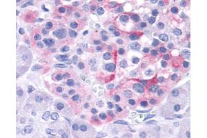 Anti-TRPV4 antibody IHC of human pancreas, islet. (TRPV4 anticorps  (Internal Region))
