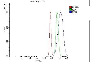 Flow Cytometry analysis of Hela cells using anti-TIP49A/RUVBL1 antibody (ABIN7599928). (RUVBL1 anticorps  (AA 13-23))