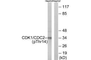Western blot analysis of extracts from HepG2 cells, treated with Forskolin (40nM, 30mins), using CDK1 (Phospho-Thr14) antibody. (CDK1 anticorps  (pThr14))