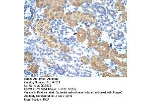 Rabbit Anti-RAE1 Antibody  Paraffin Embedded Tissue: Human Kidney Cellular Data: Epithelial cells of renal tubule Antibody Concentration: 4. (RAE1 anticorps  (C-Term))