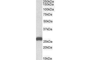 Western Blotting (WB) image for anti-Electron-Transfer-Flavoprotein, beta Polypeptide (ETFB) (C-Term) antibody (ABIN2464881) (ETFB anticorps  (C-Term))