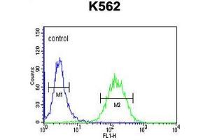ACBG2 Antibody (Center) flow cytometric analysis of K562 cells (right histogram) compared to a negative control cell (left histogram). (ACSBG2 anticorps  (Middle Region))