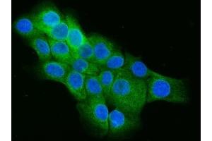 IF analysis of Cip4/TRIP10 using anti-Cip4/TRIP10 antibody (ABIN7599045). (TRIP10 anticorps  (AA 1-182))