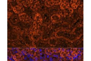 Immunofluorescence analysis of Mouse kidney using LAMC2 Polyclonal Antibody at dilution of 1:100 (40x lens). (LAMC2 anticorps)