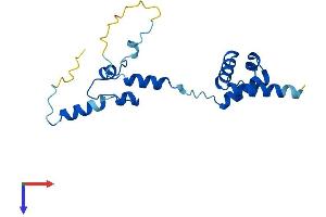 Nucleolar Protein 16 (NOP16) (AA 1-178) protein (His tag)