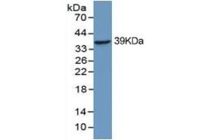 Mouse Detection antibody from the kit in WB with Positive Control: Sample Hela cell lysate.
