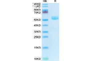 Mouse CD7 on Tris-Bis PAGE under reduced condition. (CD7 Protein (CD7) (AA 24-150) (Fc Tag))
