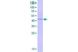 Image no. 1 for Histone superfamily protein (HTR12) (AA 1-136) protein (GST tag) (ABIN2866342)