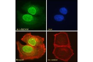 ABIN185687 Immunofluorescence analysis of paraformaldehyde fixed MCF7 cells, permeabilized with 0. (DSCAM anticorps  (Internal Region))