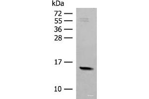 Western blot analysis of Mouse Pancreas tissue lysate using RPS12 Polyclonal Antibody at dilution of 1:500 (RPS12 anticorps)