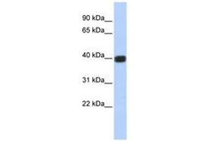Image no. 1 for anti-Gap Junction Protein, delta 2, 36kDa (GJD2) (C-Term) antibody (ABIN6740501) (GJD2 anticorps  (C-Term))