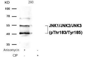 Western blot analysis of extracts from 293 cells, treated with Anisomycin or calf intestinal phosphatase (CIP), using JNK1/JNK2/JNK3 (phospho-Thr183/Tyr185) Antibody. (MAPK8/MAPK9/MAPK1 (pThr183), (pTyr185) anticorps)