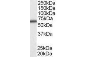 ABIN185199 staining (0. (DDX5 anticorps  (C-Term))