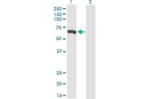 Western Blot analysis of GBP5 expression in transfected 293T cell line by GBP5 MaxPab polyclonal antibody. (GBP5 anticorps  (AA 1-586))