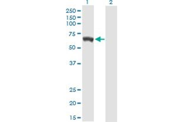 GBP5 anticorps  (AA 1-586)