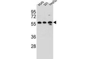Western Blotting (WB) image for anti-Tripartite Motif-containing 4 (TRIM4) antibody (ABIN2997253) (TRIM4 anticorps)