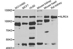 Western blot analysis of extracts of various cell lines, using NLRC4 antibody. (NLRC4 anticorps)