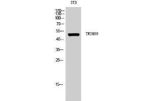 Western Blotting (WB) image for anti-Tripartite Motif Containing 59 (TRIM59) (Internal Region) antibody (ABIN3177794) (TRIM59 anticorps  (Internal Region))